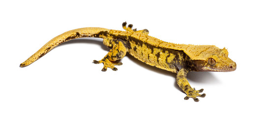 Crested gecko, Correlophus ciliatus, isolated on white