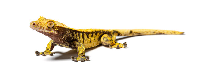 Crested gecko, Correlophus ciliatus, isolated on white