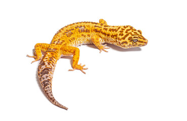 Side and dorsal view of Leopard gecko, Eublepharis macularius, isolated on white