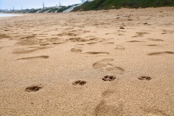 Beach dog walking in Morocco