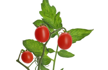 Stem with ripe cherry tomatoes and leaves isolated on white