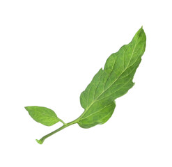 Obraz premium One green leaf of cherry tomato isolated on white
