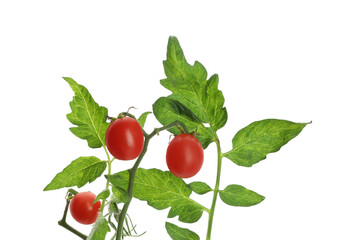 Stem with ripe cherry tomatoes and leaves isolated on white