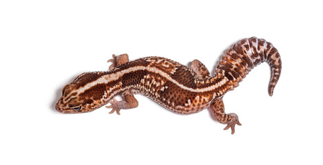 Naklejka premium dorsal view of an african fat-tailed gecko, Hemitheconyx caudicinctus