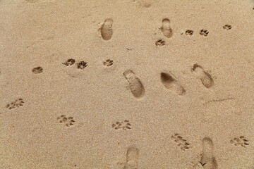 Fototapeta na wymiar Dog prints on the beach sand