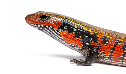 fire skink, Mochlus fernandi, isolated on white
