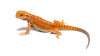 Naklejka premium pogona, Pogona vitticeps, standing in front, isolated on white