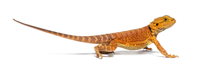 pogona, Pogona vitticeps, standing in front, isolated on white