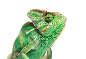 Head shot of a veiled chameleon, Chamaeleo calyptratus, isolated on white