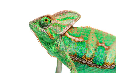 Obraz premium Head shot of a veiled chameleon, Chamaeleo calyptratus, isolated on white
