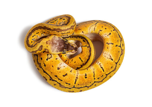 Lemon blast ball python, python r&eacute;gius, isolated on white