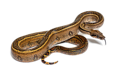 Fototapeta premium Black stripe boa constrictor sticking the tongue out, isolated on white