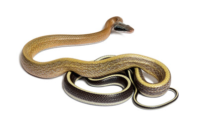 Beauty rat snake tongue out, orthriophis taeniurus ridleyi, isolated on white