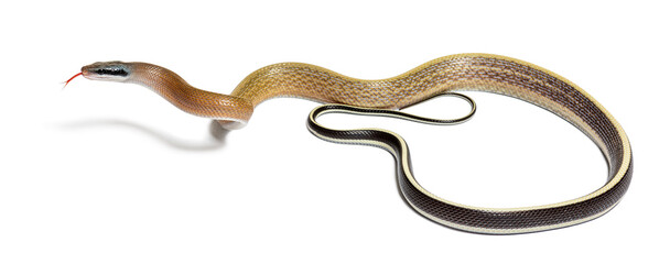 Beauty rat snake tongue out, orthriophis taeniurus ridleyi, isolated on white