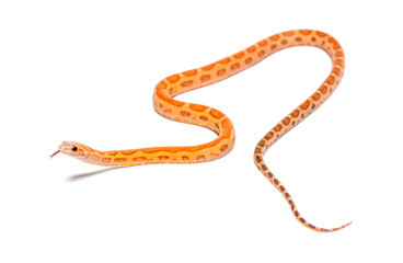 Fototapeta premium pantherophis guttatus scaleless, isolated on white