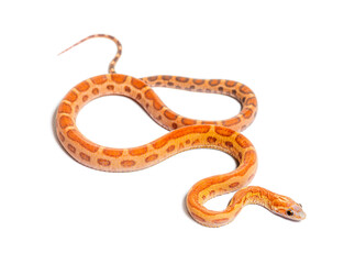 pantherophis guttatus scaleless, isolated on white