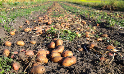 Fototapeta premium Freshly dug ripe potatoes in beds in a field close-up. Growing potatoes at home in the garden, harvesting potatoes, Potatoes have not yet been harvested. Agribusiness. The concept of a good harvest.