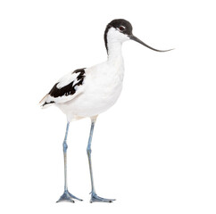 Pied avocet, Recurvirostra avosetta,  black and white wader, stilt family, isolated on white