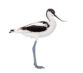 Pied avocet, Recurvirostra avosetta,  black and white wader, stilt family, isolated on white