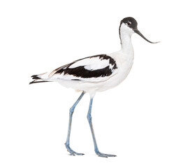 Pied avocet, Recurvirostra avosetta,  black and white wader, stilt family, isolated on white