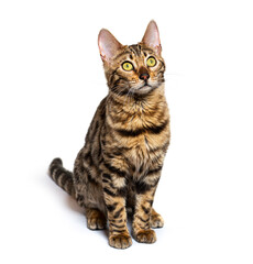 Bengal cat sitting and looking up, isolated on white