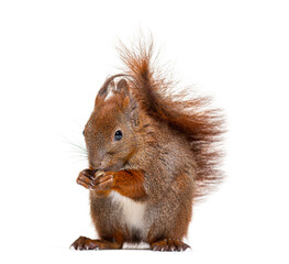 Eurasian red squirrel eating a nut, sciurus vulgaris, one year old, isolated on white