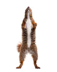 Foto op Canvas Eurasian red squirrel on hind legs looking up, sciurus vulgaris, isolated on white © Eric Isselée