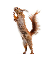 Eurasian red squirrel on hind legs looking up, sciurus vulgaris, isolated on white © Eric Isselée