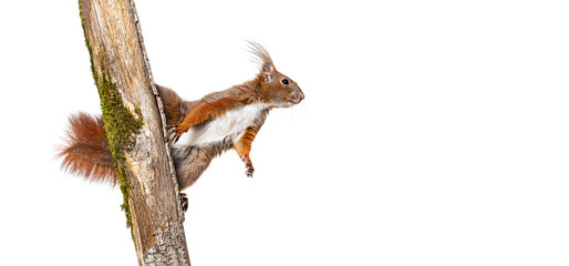 Eurasian red squirrel climbs a tree branch by clinging to the bark with its claws, sciurus vulgaris, isolated on white