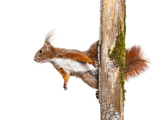 Eurasian red squirrel climbs a tree branch by clinging to the bark with its claws, sciurus...