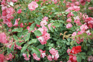 Bushes of blooming roses and red roses in the garden.