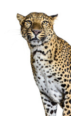head shot of a spotted Leopard looking at the camera, isolated on white