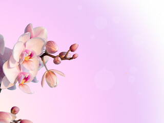 Beautiful pink orchid on a light background. space for text. template for banners, postcards, packages