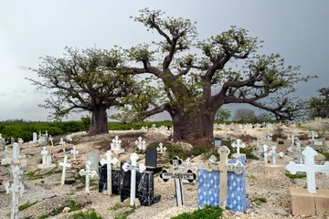 Fotobehang baobab dans le cimetière de Fadiouth au Sénégal en Afrique de l'Ouest © Pierre