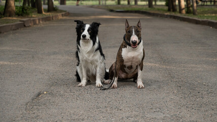 Bull terrier and border collie outdoors. Two dogs on a walk. 