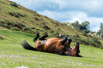 Un caballo tumbado con las patas para arriba. Ganando la cebada. - obrazy, fototapety, plakaty