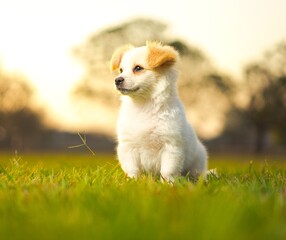 Cute little dog 