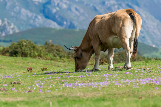 Una vaca pastando en plena naturaleza  