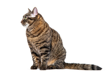 Side view of a sitting Tabby crossbreed cat looking away, isolated on white