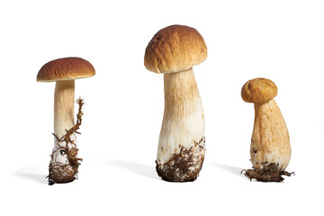 Boletus Edulis Mushroom isolated on white background