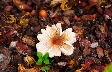 Champignon toxique lepiota christata, lépiote crêtée, beige mouchetée de brun, en forme de fleur  - obrazy, fototapety, plakaty