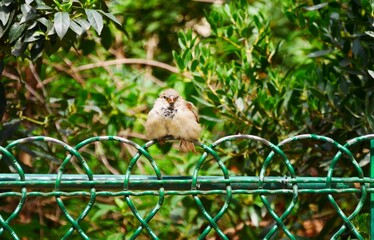 Moineaux friquet juvénile, oiseau commun perché dans un jardin de Paris