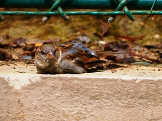 Moineaux friquet mâle, oiseau commun dans un jardin de Paris