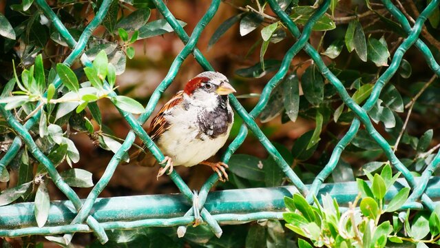 Moineaux friquet m&acirc;le, oiseau commun perch&eacute; dans un jardin de Paris