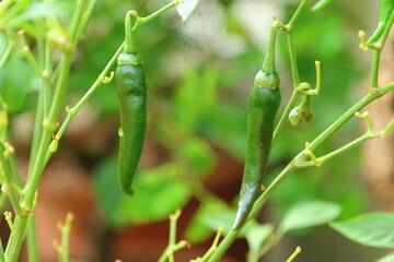 Green chilies on a chili plant with raindrops on them