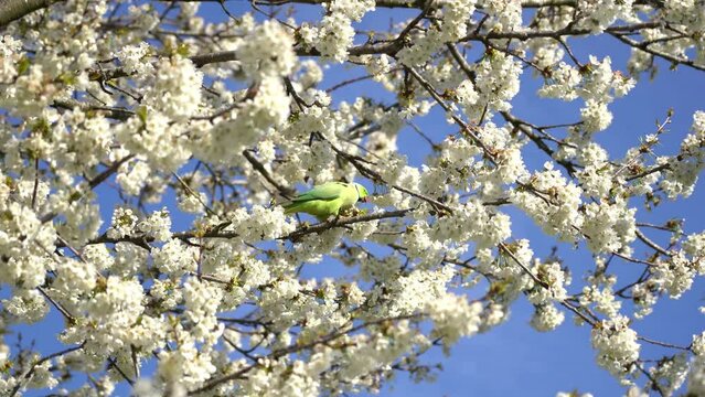 Rose-ringed parrot eat white cherry blossoms and throw them on the ground