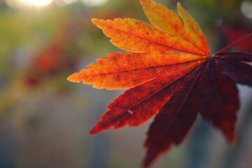 赤く紅葉した葉のアップ