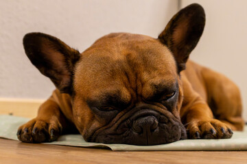 Französische Bulldogge, French Bulldog