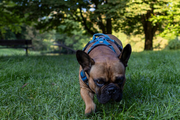 Fototapeta premium Französische Bulldogge, French Bulldog