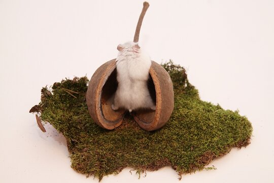 S&uuml;&szlig;er Hamster in Nuss